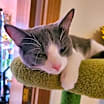 Thumbnail photo of Anchovy #3