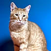 Thumbnail photo of Tango #1