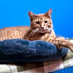 Thumbnail photo of Tango #2