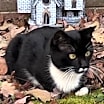 Thumbnail photo of GOMEZ - ka #1