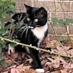 Thumbnail photo of GOMEZ - ka #2