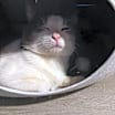 Thumbnail photo of Edward #4