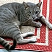 Thumbnail photo of Cayden - Petsmart Plantation Foster Home #2