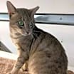 Thumbnail photo of Cayden - Petsmart Plantation Foster Home #3