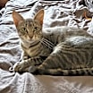 Thumbnail photo of Sophie 10 #2