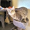 Thumbnail photo of Sophie 10 #3