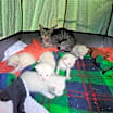 Thumbnail photo of Sophie 10 #4