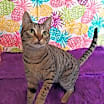 Thumbnail photo of HoneyBun #1