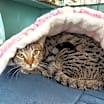 Thumbnail photo of HoneyBun #3