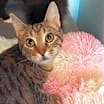 Thumbnail photo of HoneyBun #4