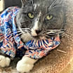 Thumbnail photo of Tommy #1