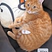 Thumbnail photo of Ajax - shy & cuddly #1