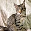 Thumbnail photo of Gravy #1