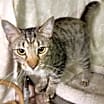 Thumbnail photo of Gravy #2