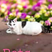 Thumbnail photo of Peta #2