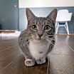 Thumbnail photo of Pixie #4