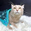Thumbnail photo of Shrimp #1