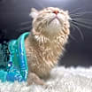 Thumbnail photo of Shrimp #3