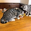 Thumbnail photo of Minnie #2