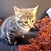 Thumbnail photo of Minnie #3