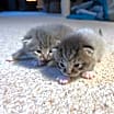 Thumbnail photo of Minnie #4