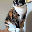 Thumbnail photo of Gracie #2