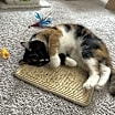 Thumbnail photo of Gracie #3