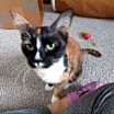 Thumbnail photo of Gracie #4