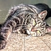 Thumbnail photo of Beebz #2