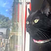 Thumbnail photo of Squid #1