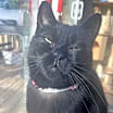 Thumbnail photo of Squid #2