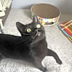 Thumbnail photo of Squid #4