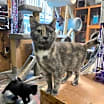 Thumbnail photo of Bobby Sue #3