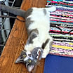 Thumbnail photo of Socks #3
