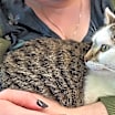 Thumbnail photo of Lucy #2
