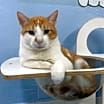 Thumbnail photo of Clyde #1