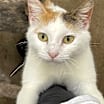 Thumbnail photo of Rosie #3