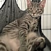 Thumbnail photo of Sophie #3
