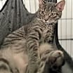Thumbnail photo of Sophie #4
