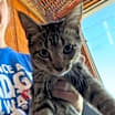 Thumbnail photo of Nova #1