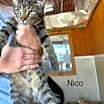 Thumbnail photo of Nico #1