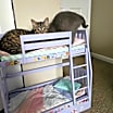 Thumbnail photo of Bingo #3