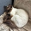 Thumbnail photo of Sophie #1