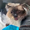 Thumbnail photo of Sophie #2