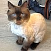 Thumbnail photo of Sophie #3