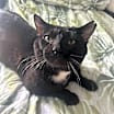 Thumbnail photo of Tyson #1