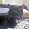 Thumbnail photo of Tyson #2