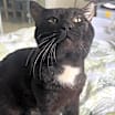 Thumbnail photo of Tyson #4