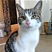 Thumbnail photo of KITTEN LATTE- FOSTER OR FOREVER HOME NEEDED #2