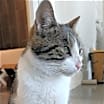 Thumbnail photo of KITTEN LATTE- FOSTER OR FOREVER HOME NEEDED #3